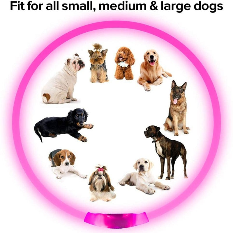 LED Dog Collar | Collare LED per Cani
